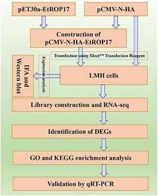 Transcriptional changes in LMH cells induced by Eimeria tenella rhoptry kinase family protein 17